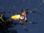 Spider_driveway_1024_05thmb