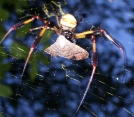 Spider_driveway_1024_06thmb